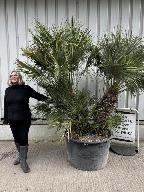 Chamaerops Humilis
