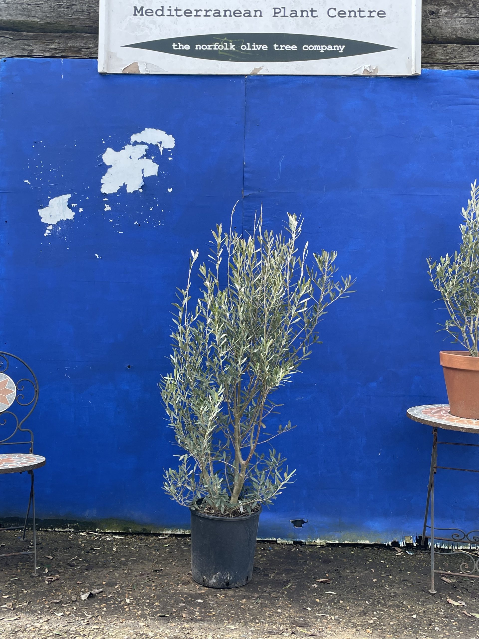 Bushy olive tree. Free delivery. The Norfolk Olive Tree Company