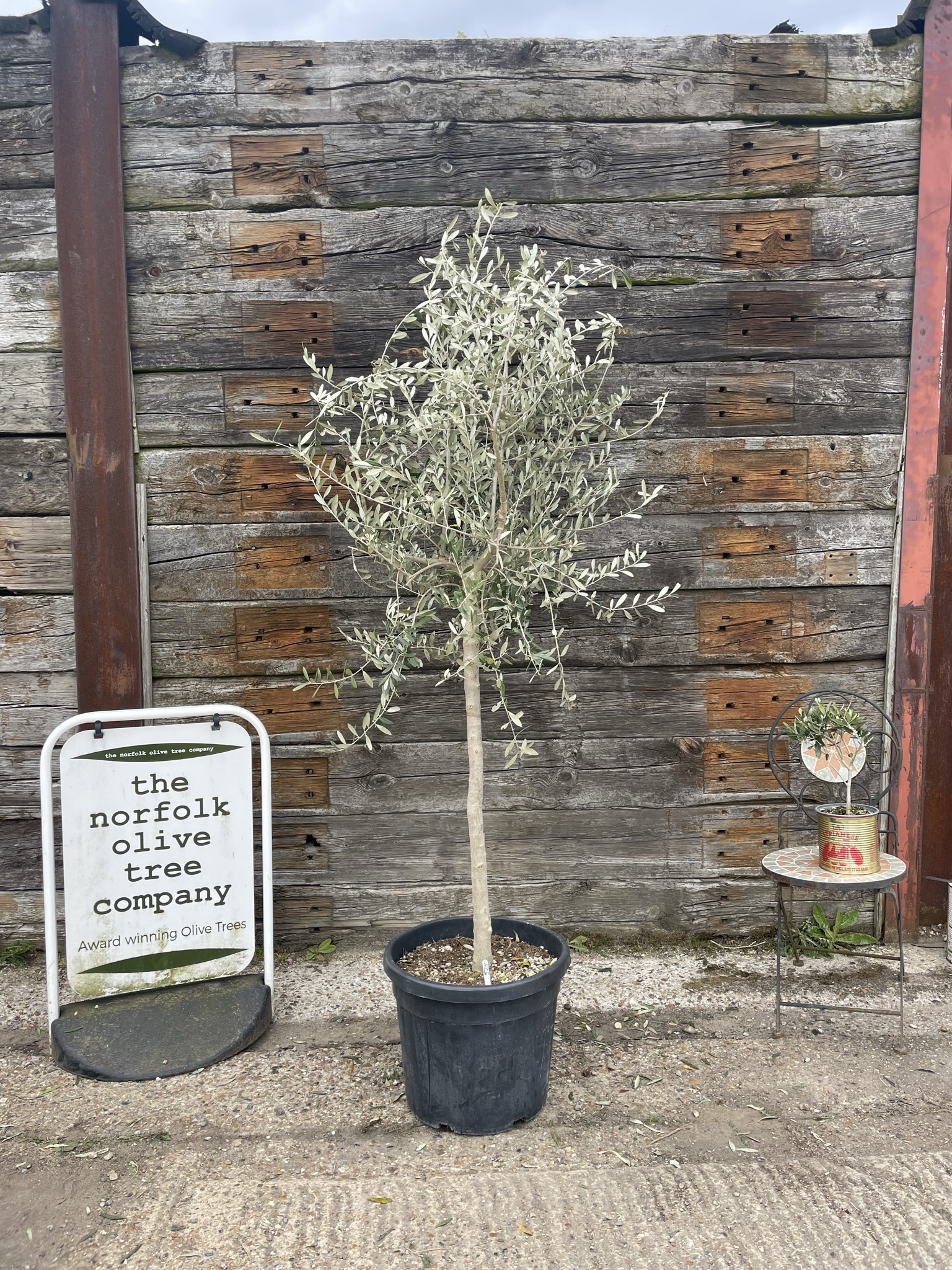 Patio Olive tree free delivery The Norfolk Olive Tree Company