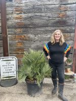 Chamaerops Humilis