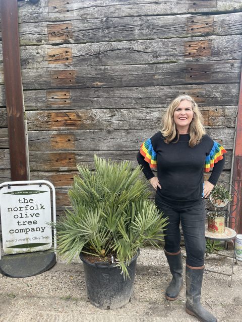 Chamaerops Humilis