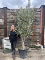 Multi-stem screening olive tree