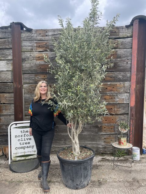 Multi-stem screening olive tree
