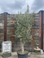 Multi-stem screening olive tree
