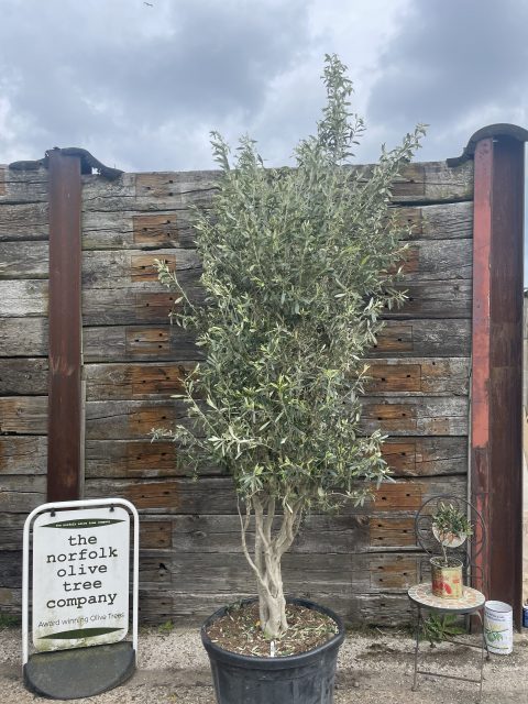 Multi-stem screening olive tree