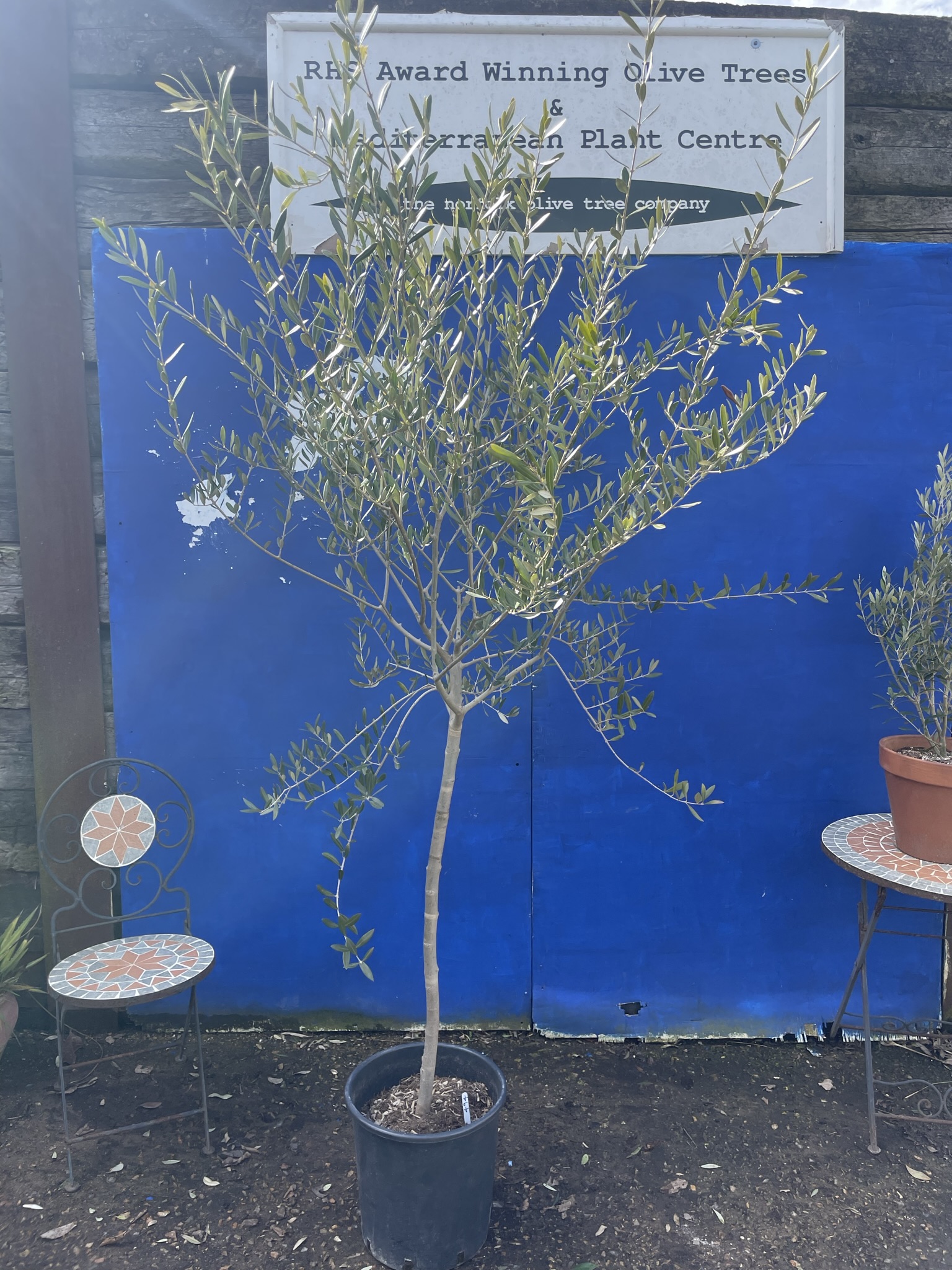 Tuscan Olive tree free delivery The Norfolk Olive Tree Company