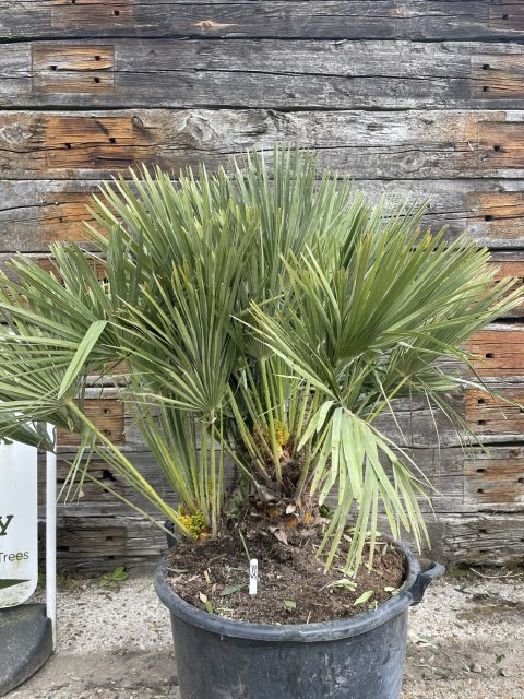 Mediterranean Fan Palm - free delivery