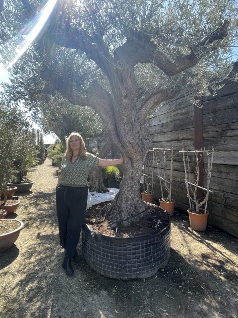 Tall ancient Olive tree