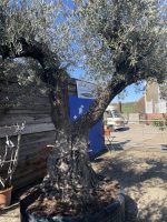 Tall ancient Olive tree