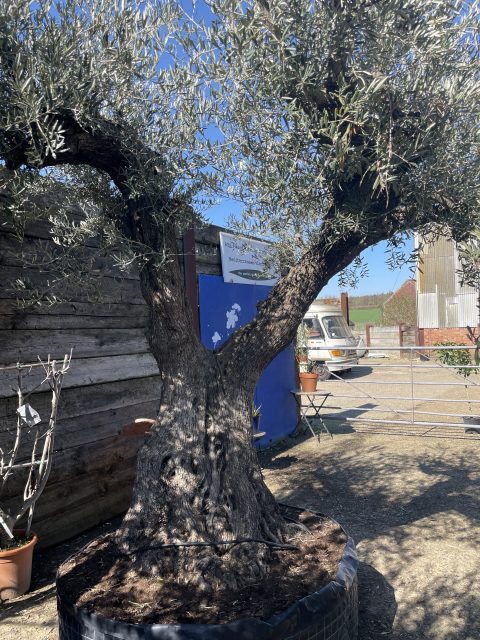 Tall ancient Olive tree