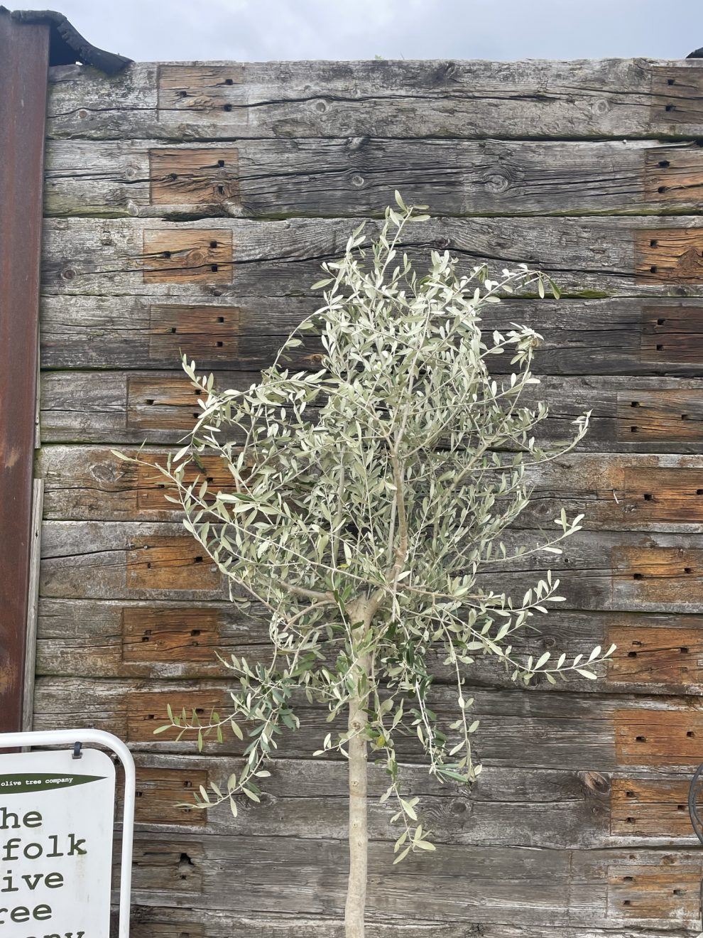 Patio Olive tree free delivery The Norfolk Olive Tree Company