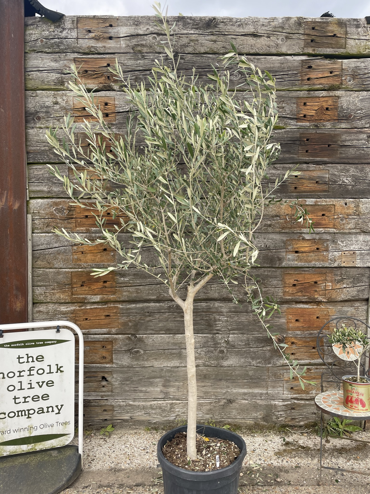 Patio Olive tree free delivery The Norfolk Olive Tree Company