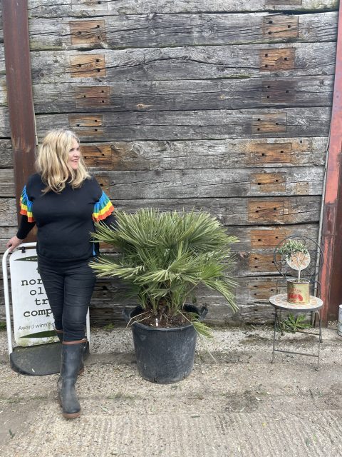 Chamaerops Humilis