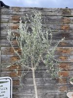 Patio Olive tree