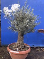 Gnarled Olive tree bonsai bowl