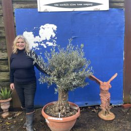 Gnarled Olive tree bonsai bowl