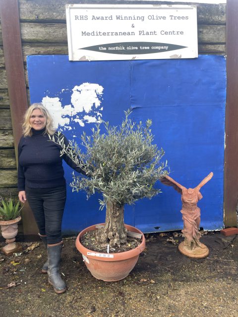 Gnarled Olive tree bonsai bowl