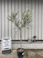 Italian Olive Tree for sale