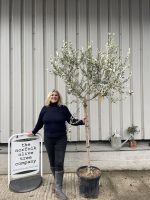 Italian Olive Tree for sale