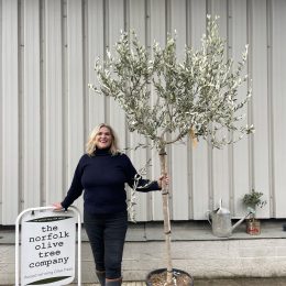 Italian Olive Tree for sale