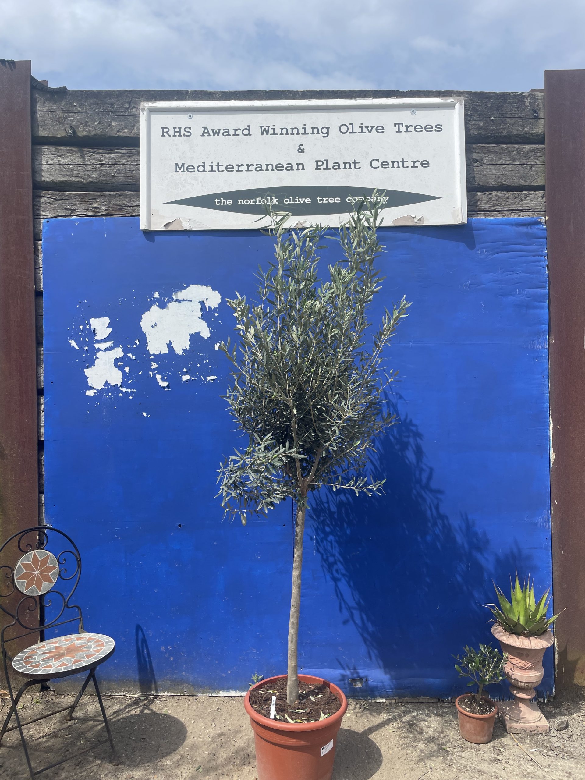 Arbequina Olive tree. Free delivery. The Norfolk Olive Tree Company