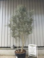 Multi-stem screening olive tree