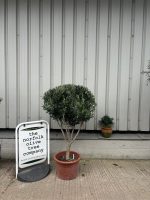 Italian Olive Tree for sale