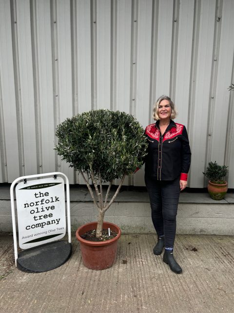 Italian Olive Tree for sale