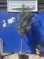 Courtyard Olive tree