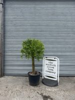 Patio Olive tree