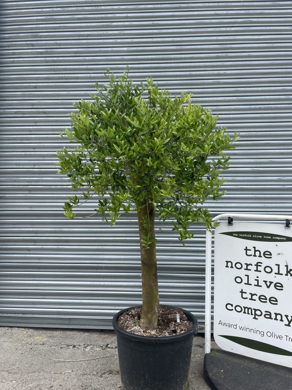 Patio Olive tree free delivery The Norfolk Olive Tree Company