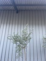 Tuscan Olive tree