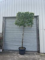 Pleached Hornbeam