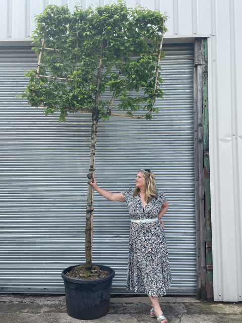 Pleached Hornbeam