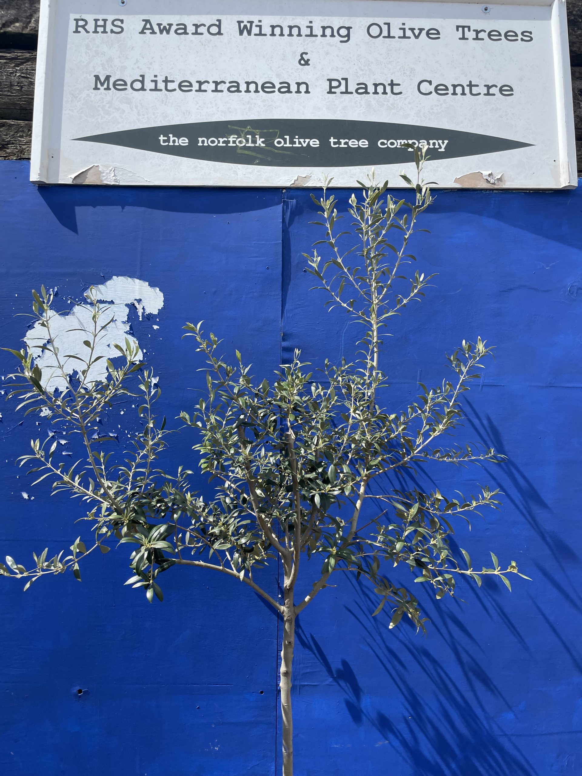 Arbequina Olive tree. Free delivery. The Norfolk Olive Tree Company