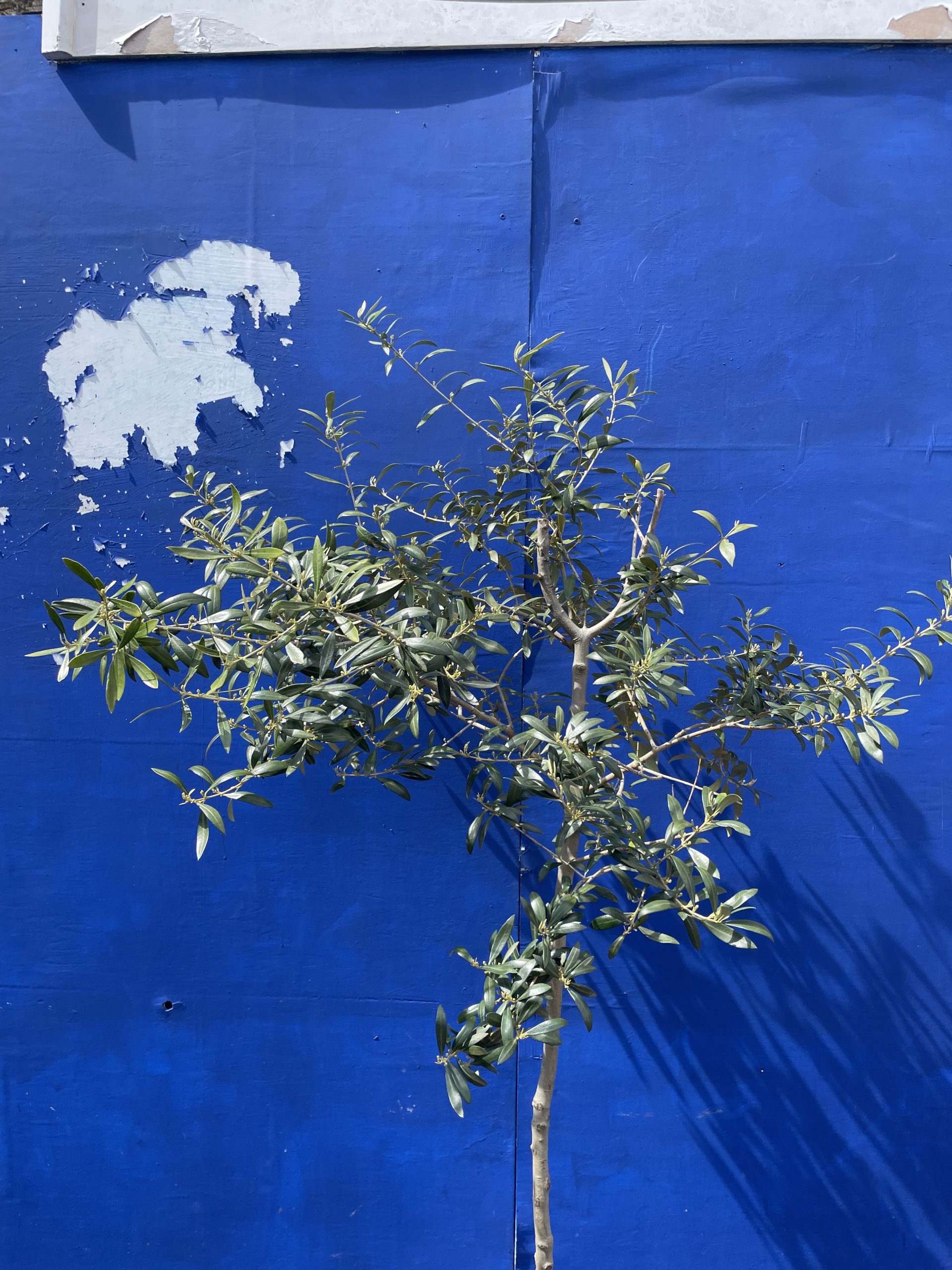 Arbequina Olive U.K grown. The Norfolk Olive Tree Company