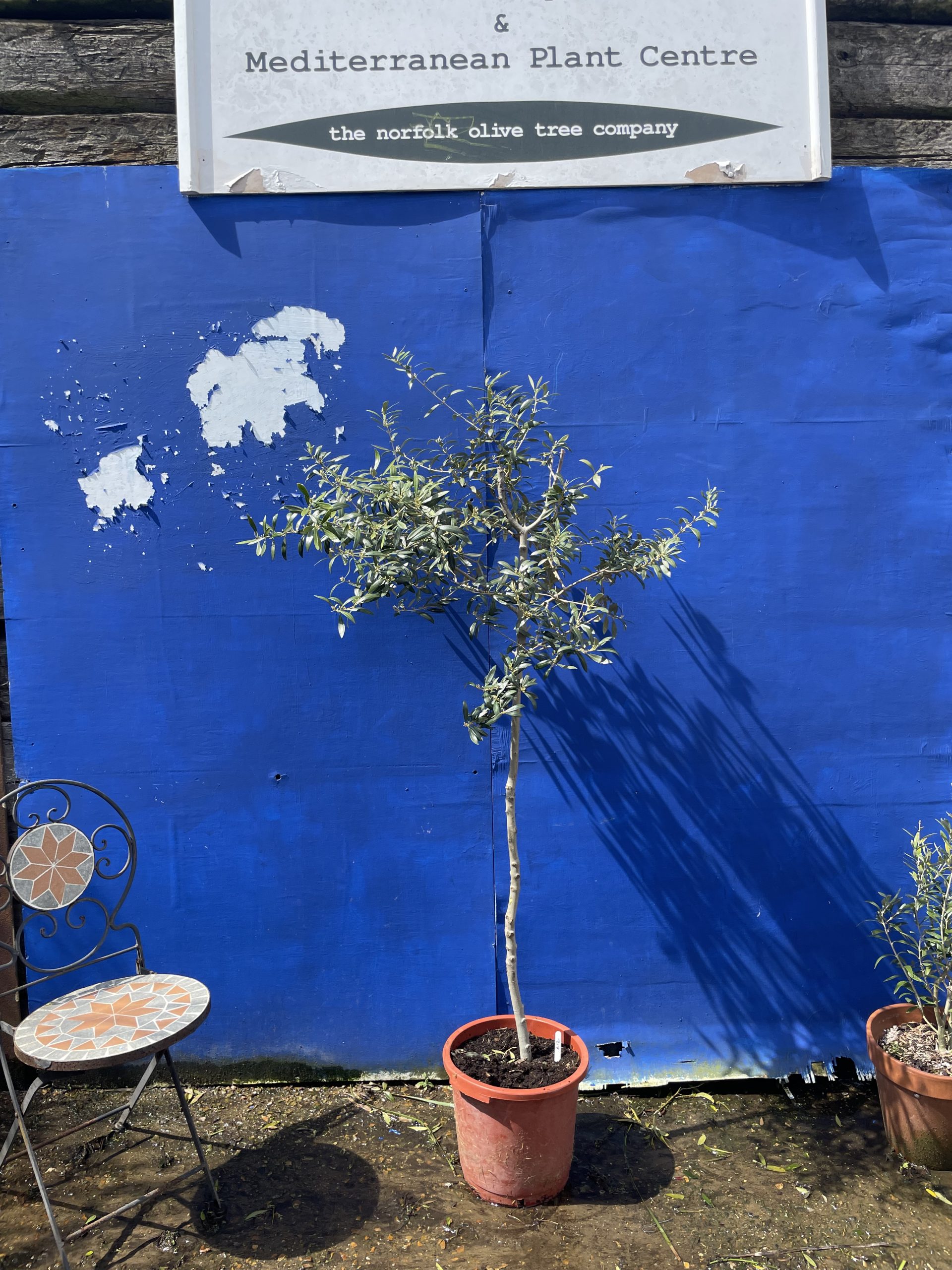 Arbequina Olive U.K grown. The Norfolk Olive Tree Company