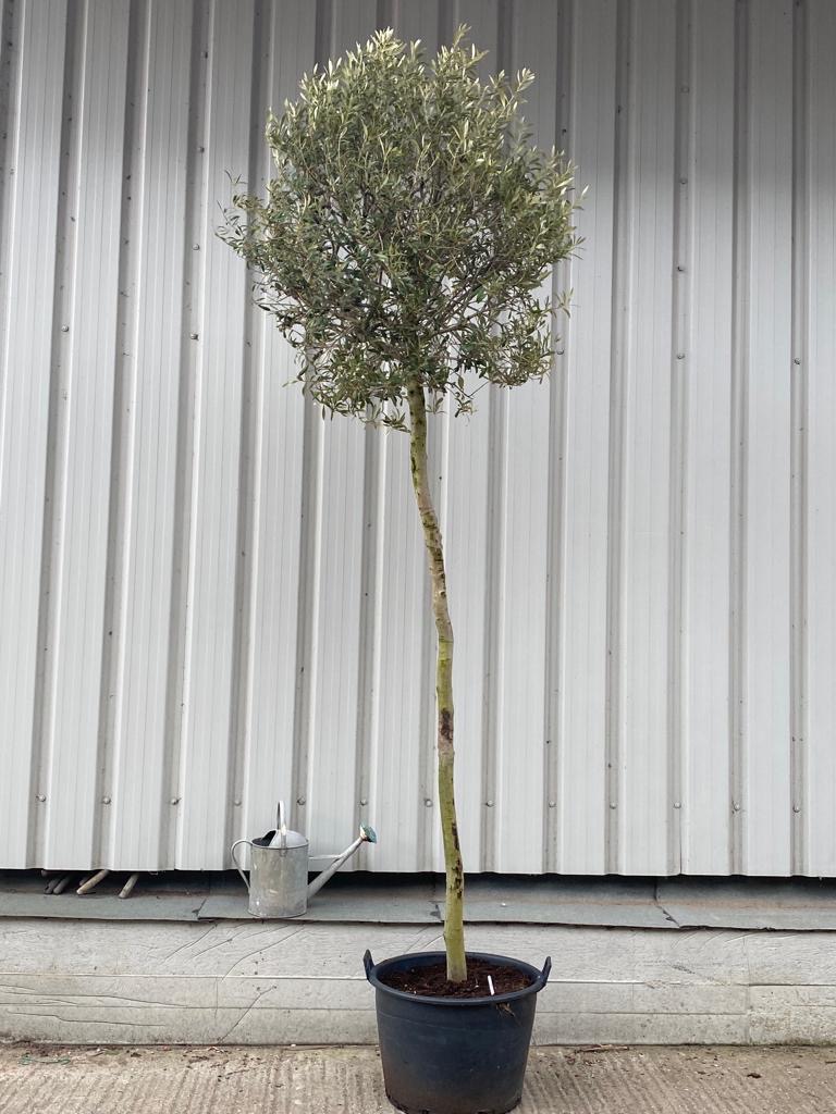 Olive tree for landscaping The Norfolk Olive Tree Company