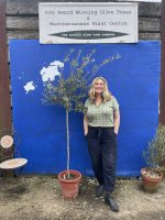 Arbequina Olive tree