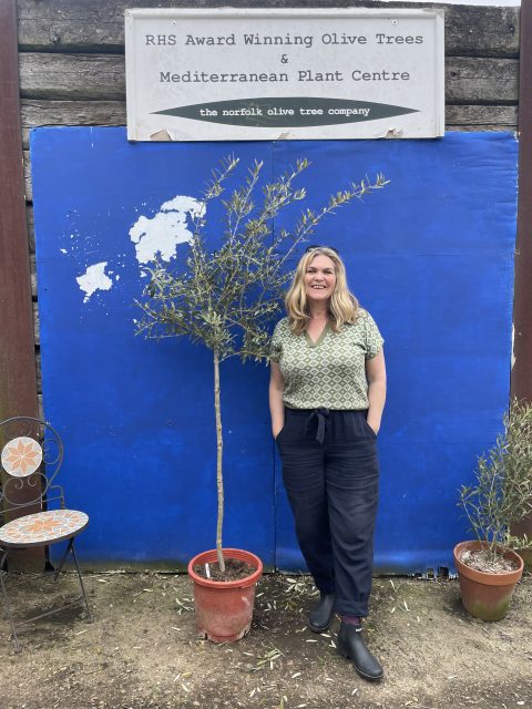 Arbequina Olive tree