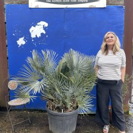 Blue Mediterranean Fan Palm