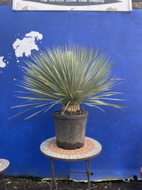 Yucca Rostrata