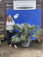 Blue Mediterranean Fan Palm