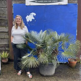 Blue Mediterranean Fan Palm