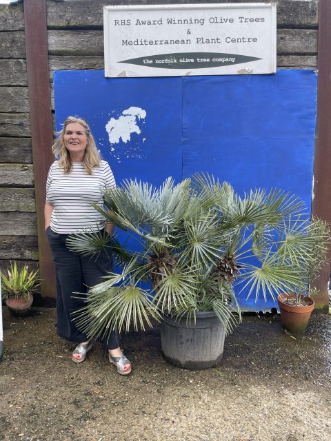 Blue Mediterranean Fan Palm
