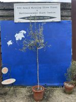 Arbequina Olive tree