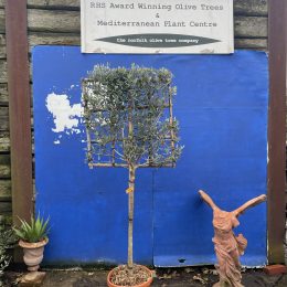 Pleached Olive Tree