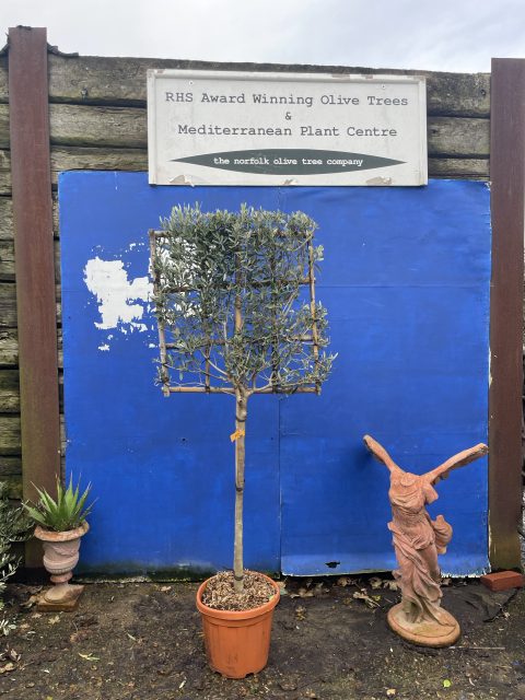 Pleached Olive Tree