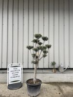 Niwaki cloud Olive tree