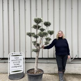 Niwaki cloud Olive tree